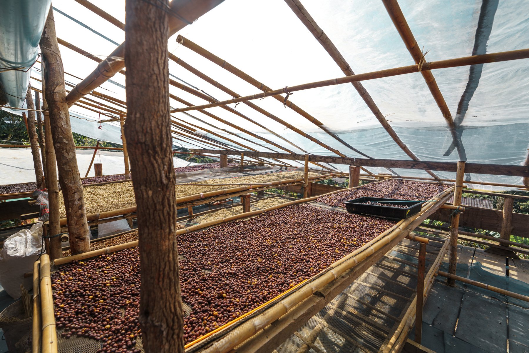 Cherry coffee beans,yellow coffee ripeness dry process coffee