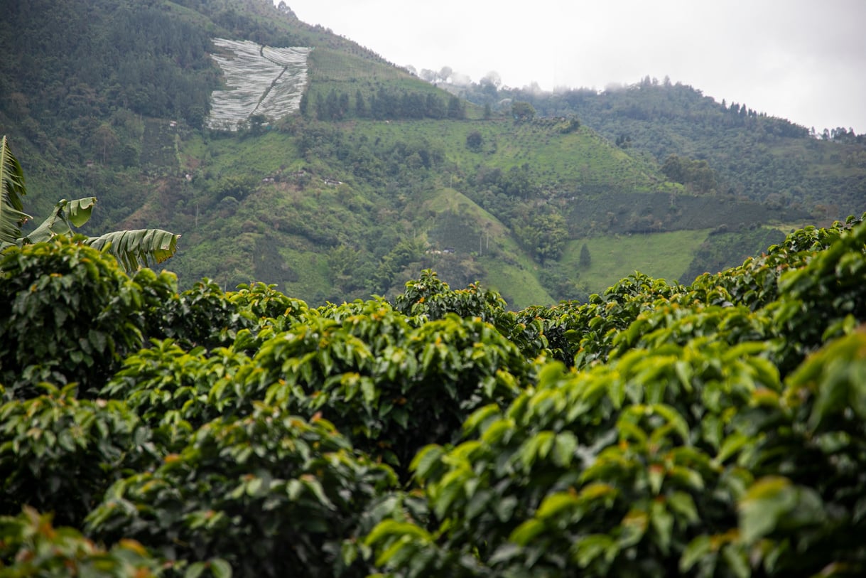 Coffee Plantation Landscape 