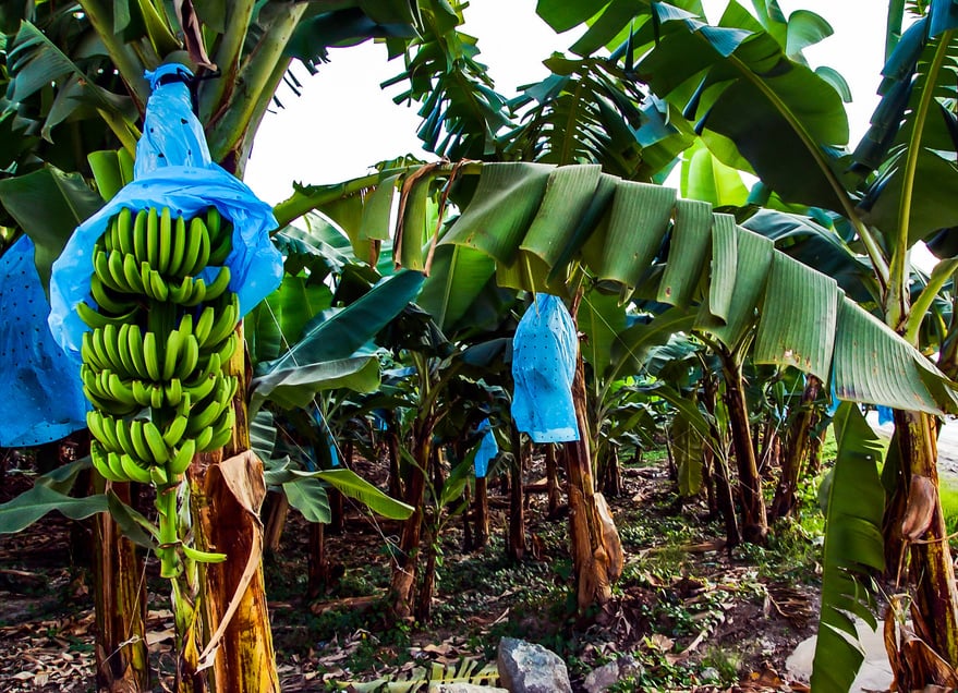 Banana Plantation